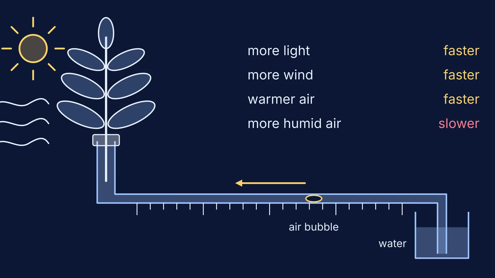 Potometer with leafy shoot, moving air bubble, and four factors that change its speed