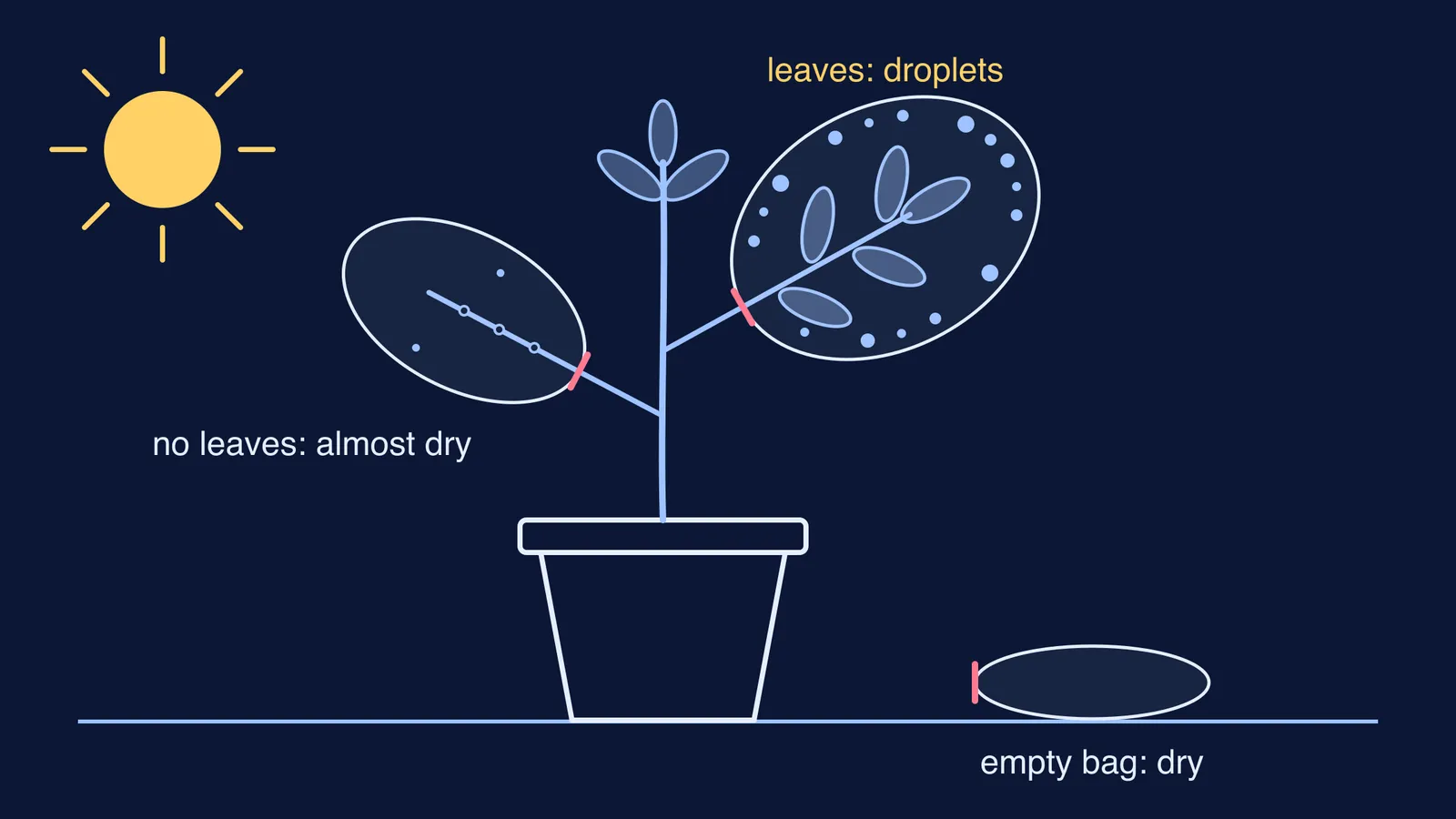 Potted plant with bagged leafy branch, bagged leafless branch and empty bag