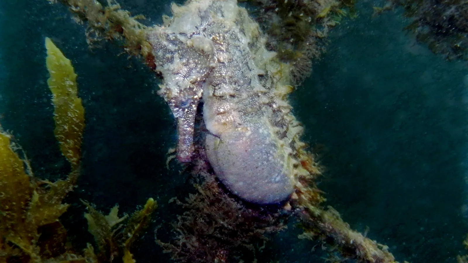 Pregnant male White's seahorse with a swollen brood pouch, gripping an algae-covered net