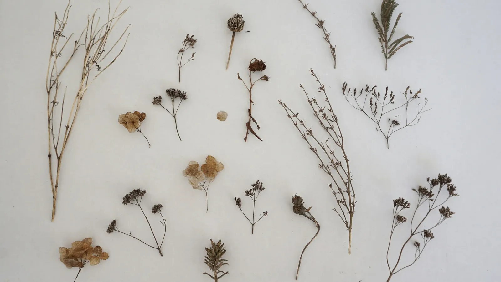 Pressed and dried plant specimens arranged on paper