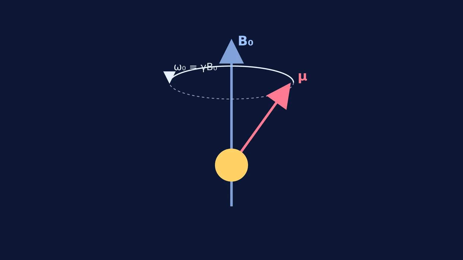 Proton magnetic moment precessing around an external magnetic field.