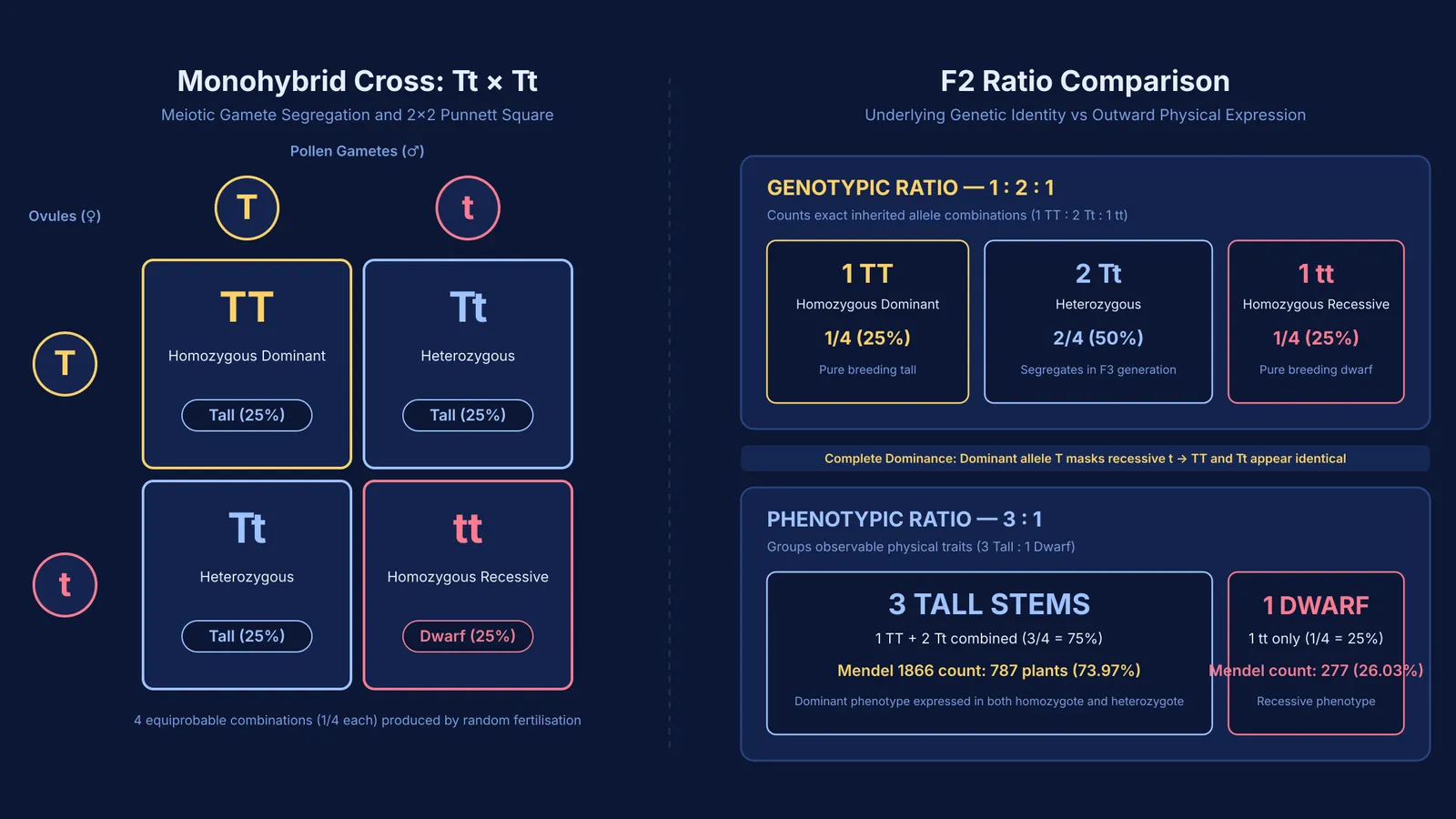 Punnett square comparing 1:2:1 genotypic and 3:1 phenotypic ratios in a monohybrid cross