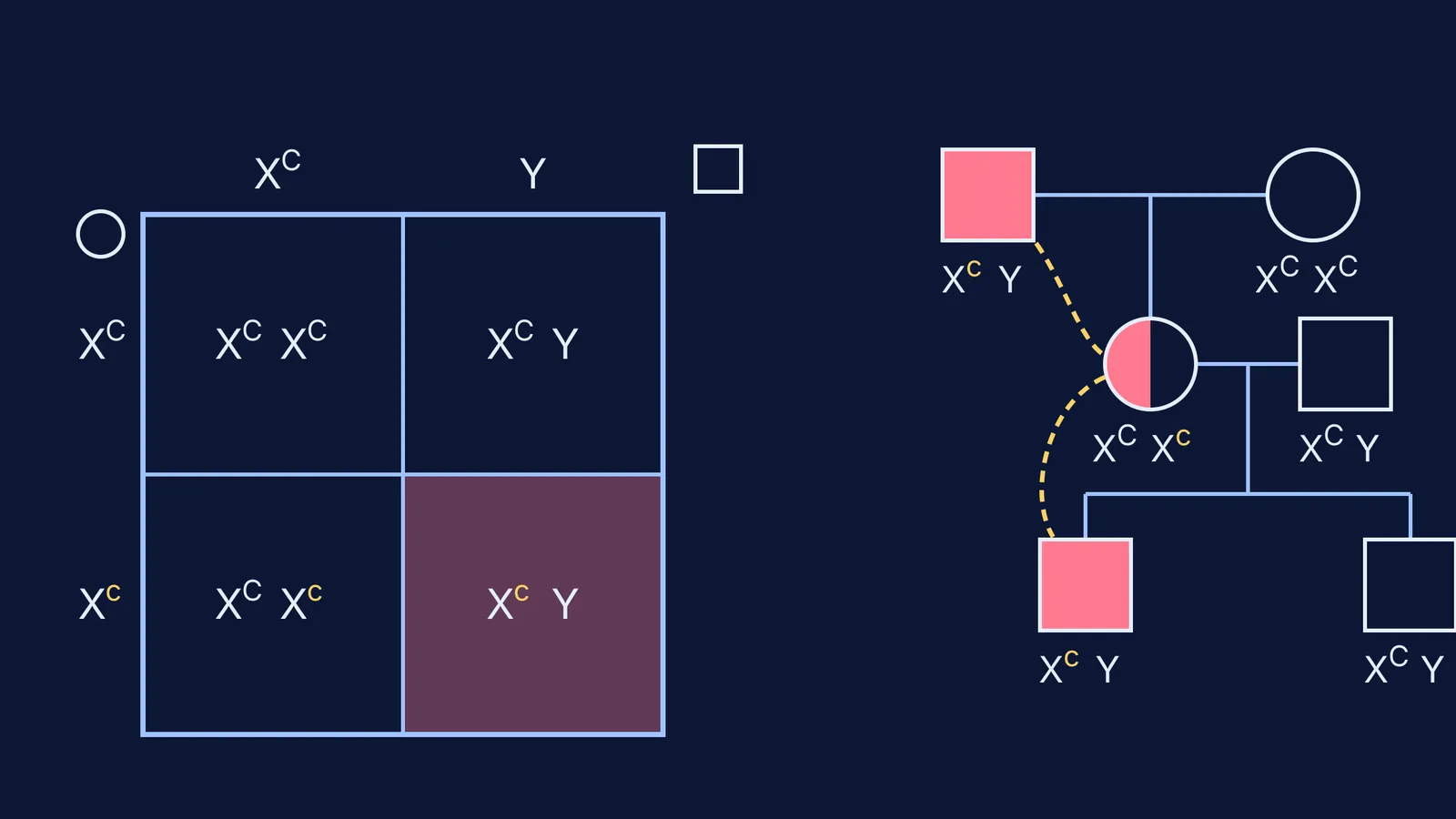 Punnett square for a carrier mother and normal father beside a colour-blindness criss-cross pedigree