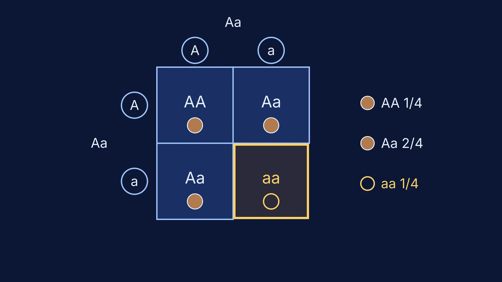 Punnett square of two carrier parents, Aa by Aa, with one aa box highlighted