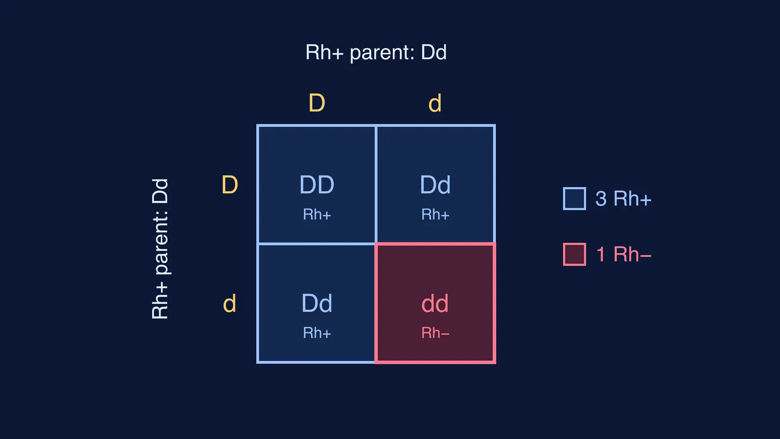Punnett square of two Dd Rh positive parents showing one dd box