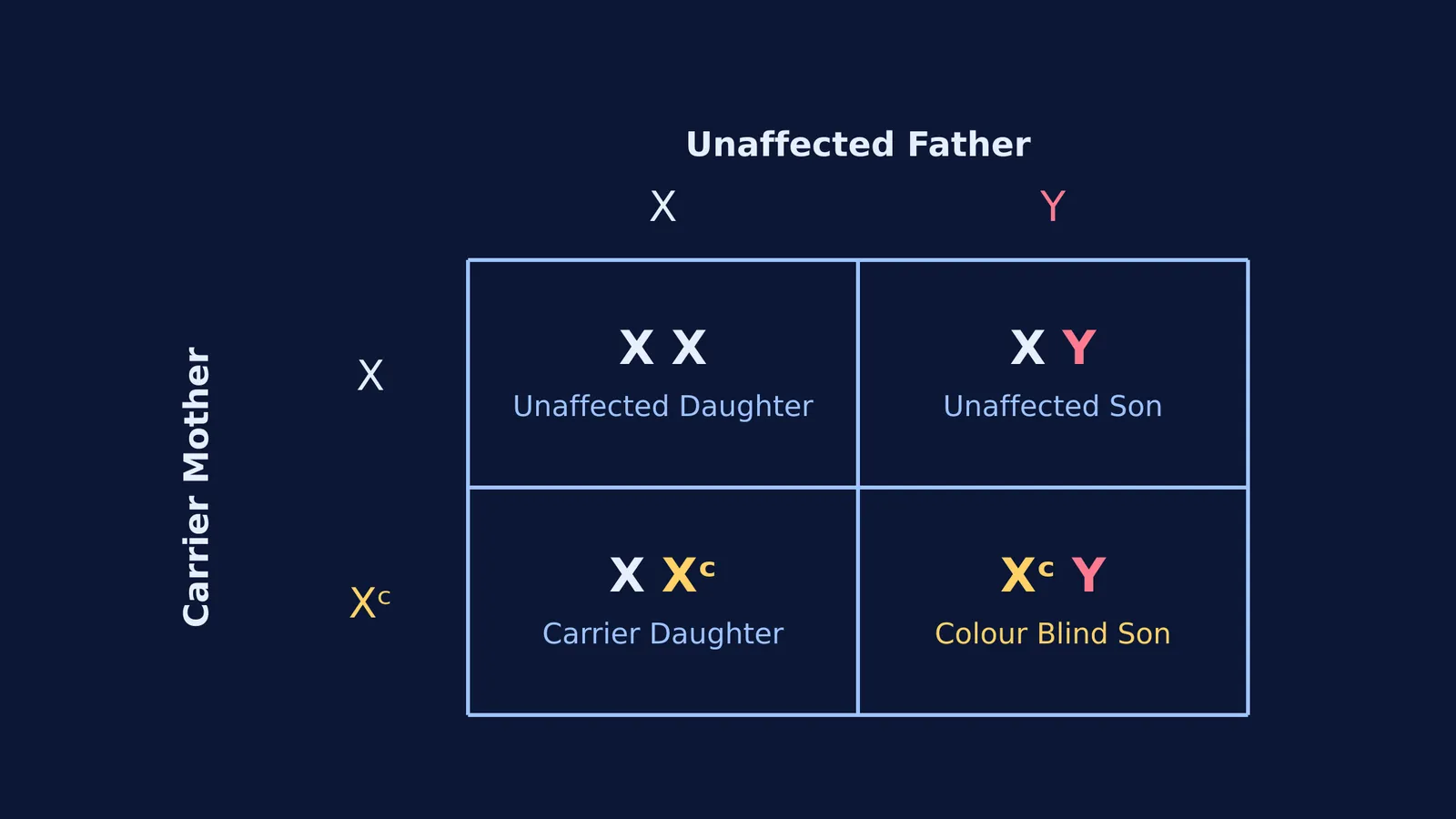 Punnett square showing X-linked inheritance