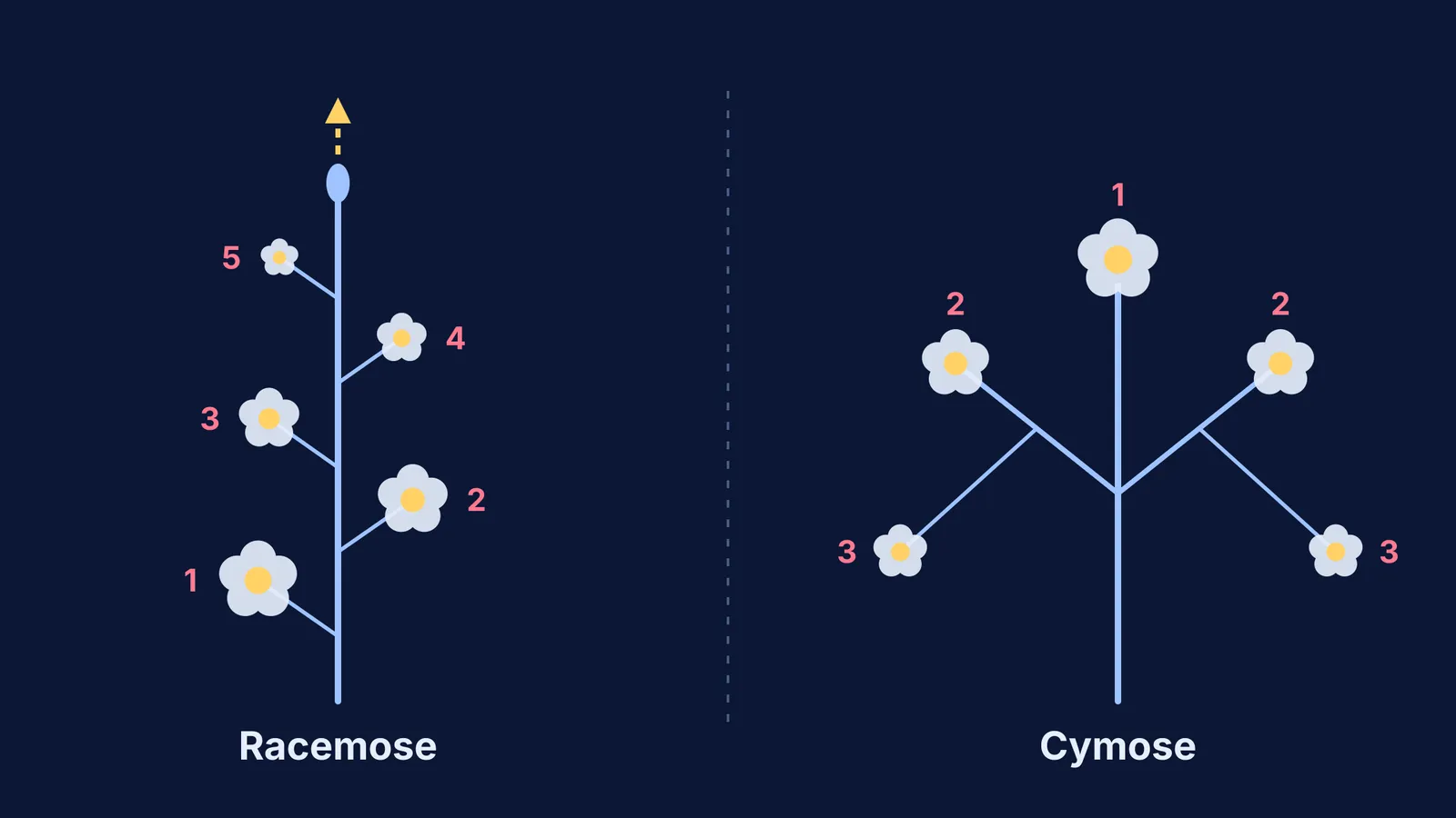 Racemose axis with growing tip beside cymose axis ending in a flower