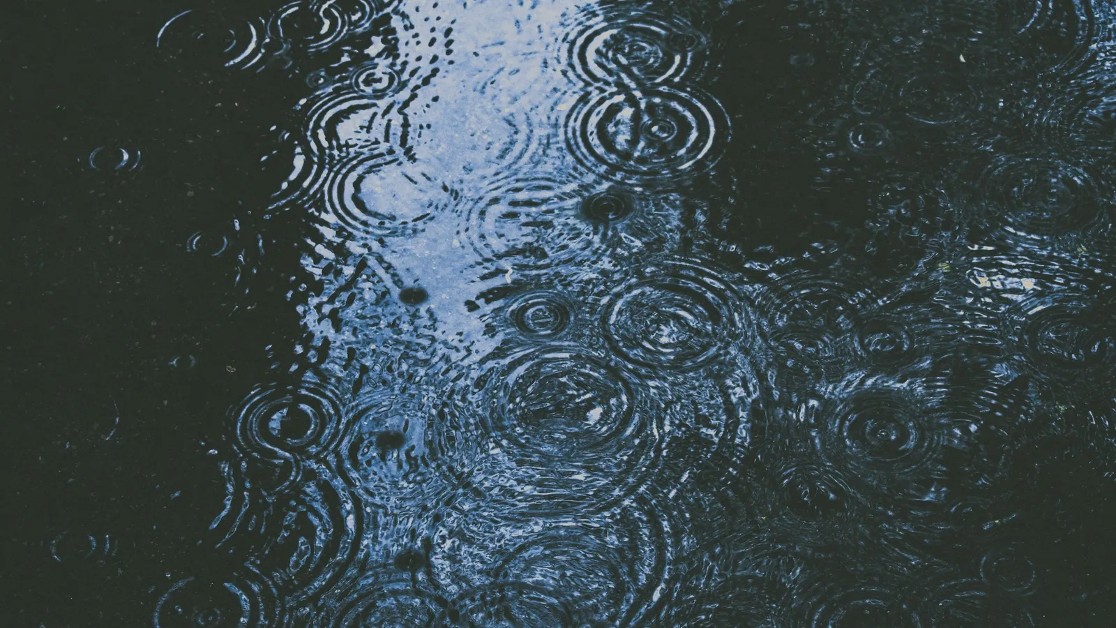 Raindrops making rings on a puddle