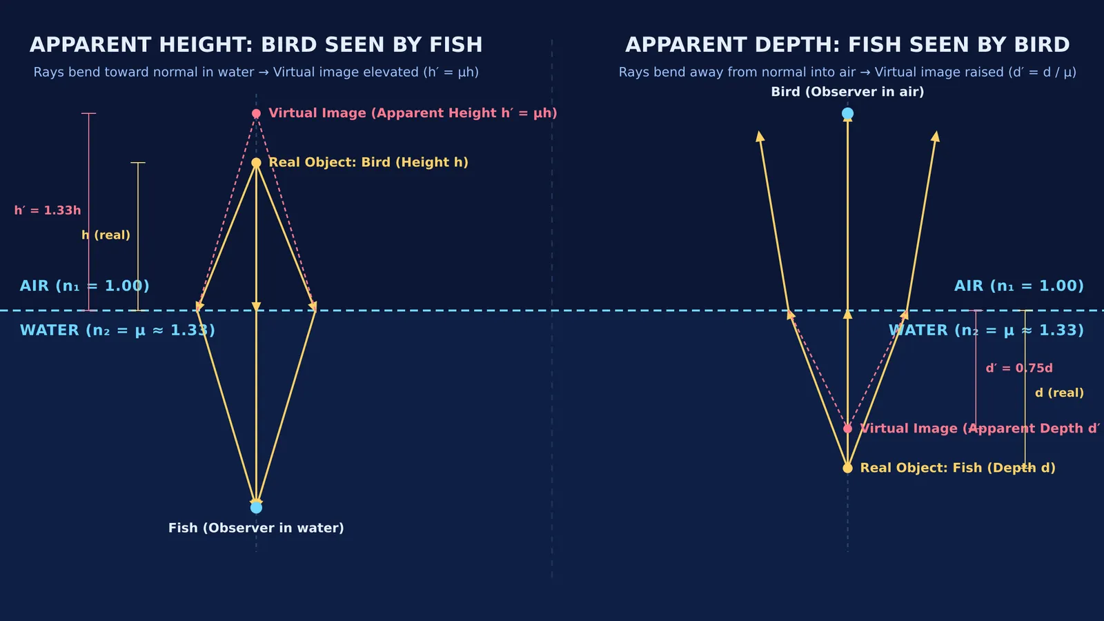 Ray diagram comparing apparent height of a bird and apparent depth of a fish