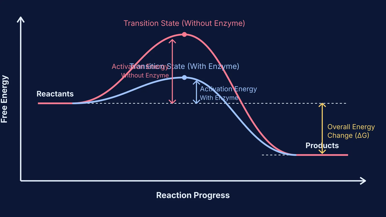 Reaction coordinate diagram showing how an enzyme lowers the activation energy peak.