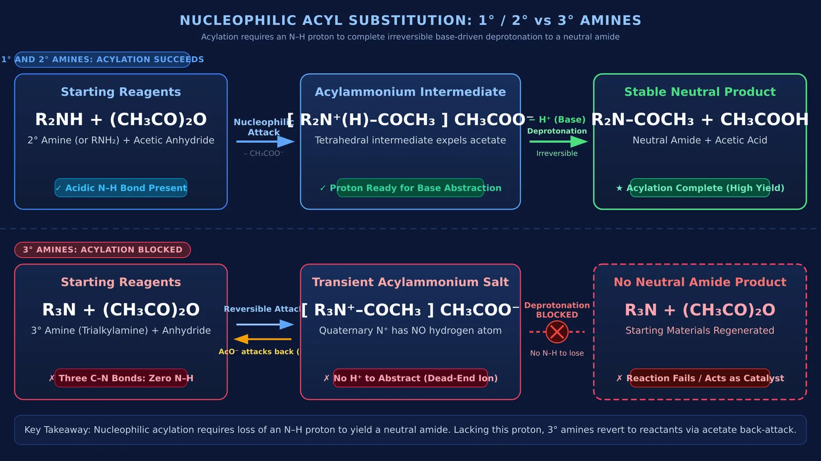 Reaction mechanism comparing acylation pathways for primary, secondary, and tertiary amines.