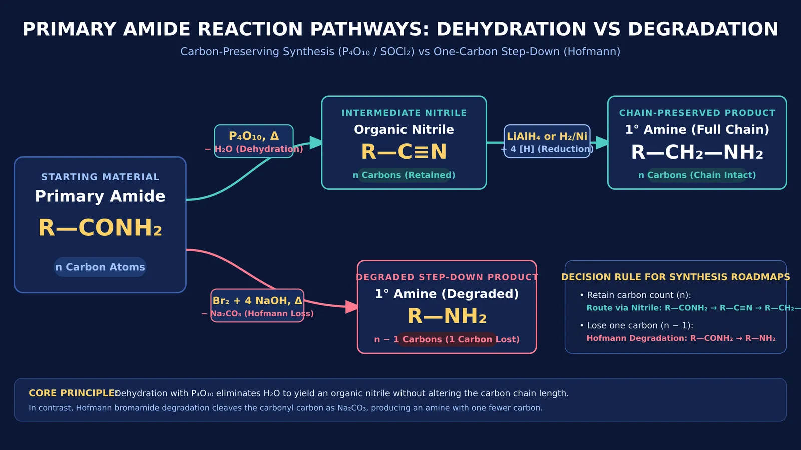 Reaction pathways comparing amide dehydration yielding nitriles against Hofmann degradation yielding degraded amines