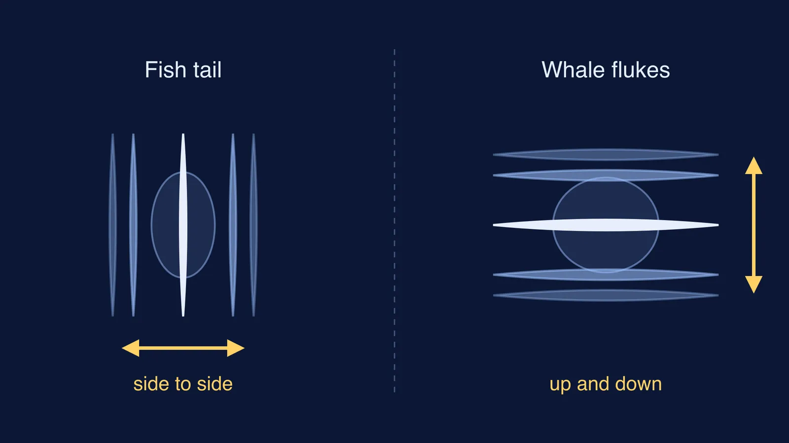 Rear view: a fish's vertical tail sweeps sideways; whale flukes sweep up and down