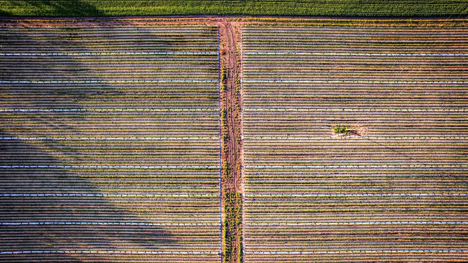Rectangular field plots seen from above