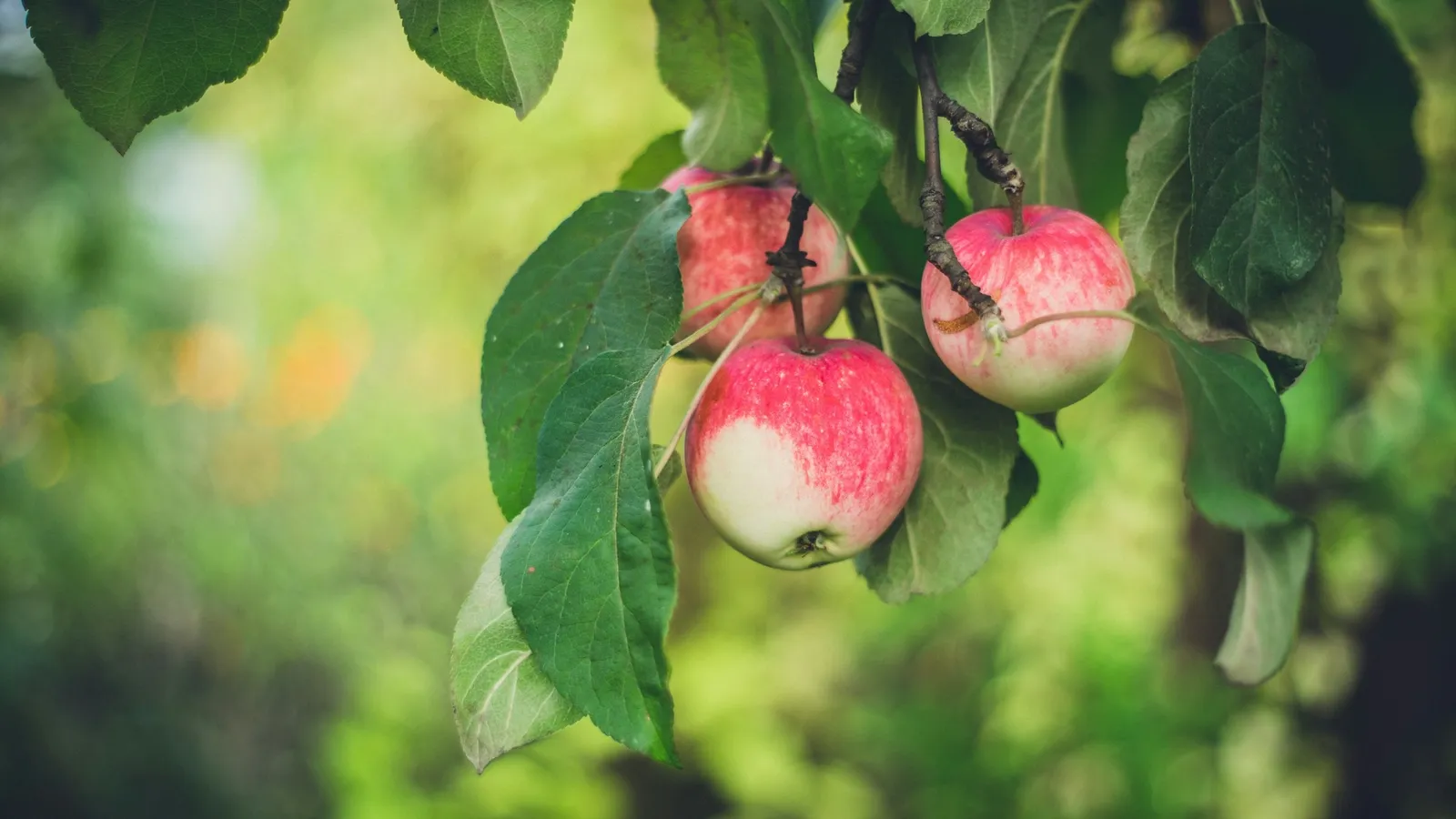 Red apples hanging from a tree branch