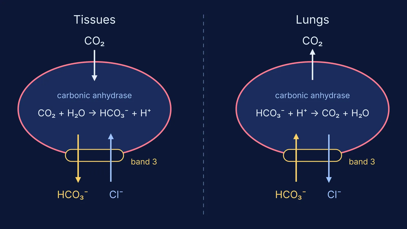 Red blood cell swapping bicarbonate for chloride in tissues and reversing in lungs