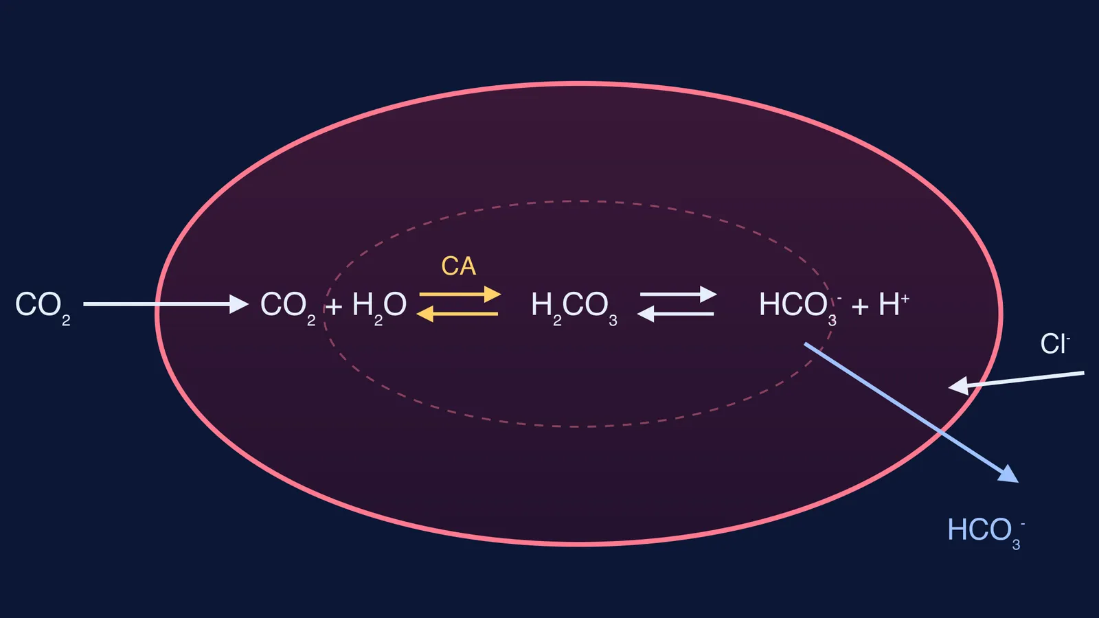Red blood cell where carbonic anhydrase turns carbon dioxide into bicarbonate
