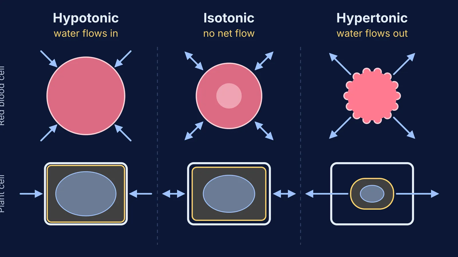 Red blood cells and plant cells swelling, unchanged and shrinking in three solutions
