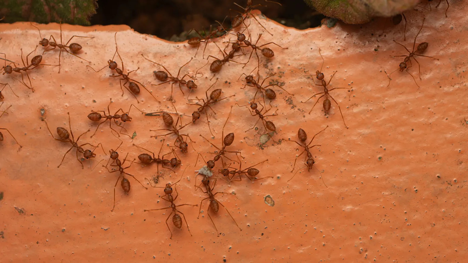 Reddish ants spreading out across an orange surface while foraging for food
