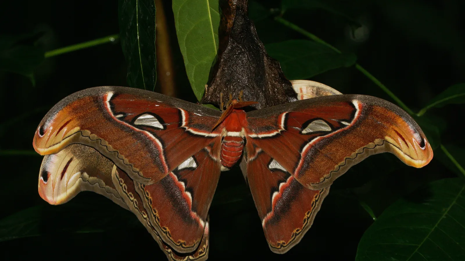 Reddish-brown atlas moth resting with flat wings below its papery cocoon