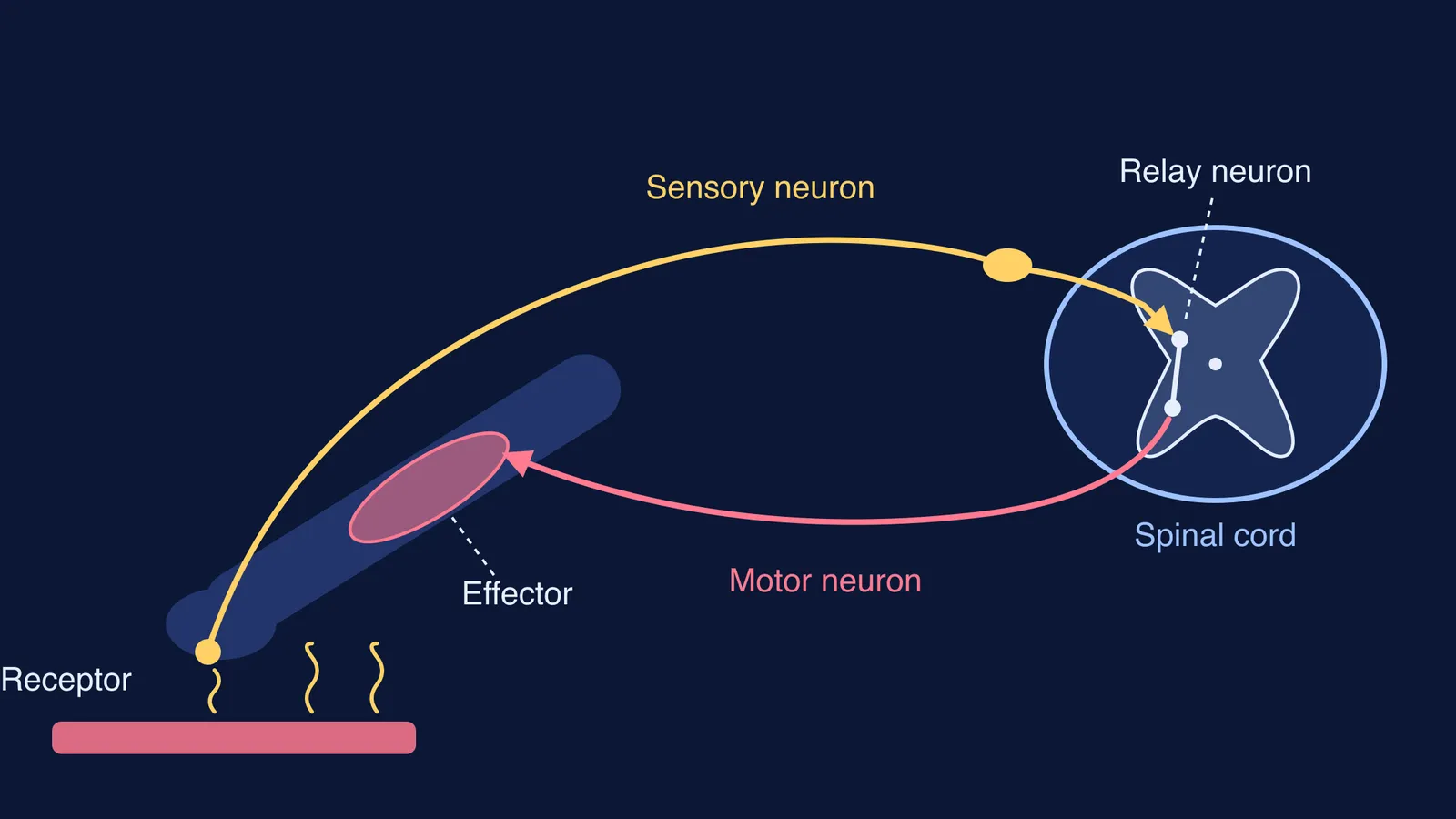 Reflex arc from a skin receptor over a hot plate to an arm muscle