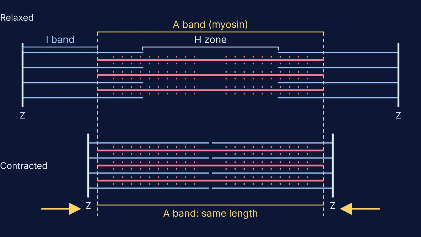 Relaxed and contracted sarcomere: A band constant, I band and H zone shrink