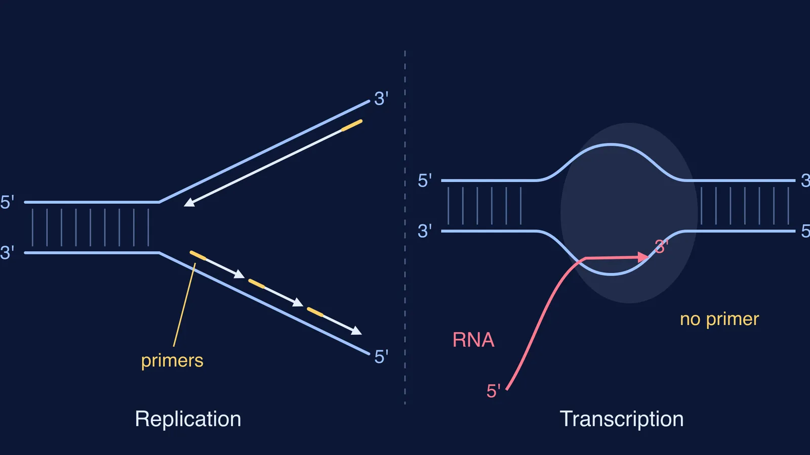 Replication fork copying both DNA strands beside a transcription bubble making RNA