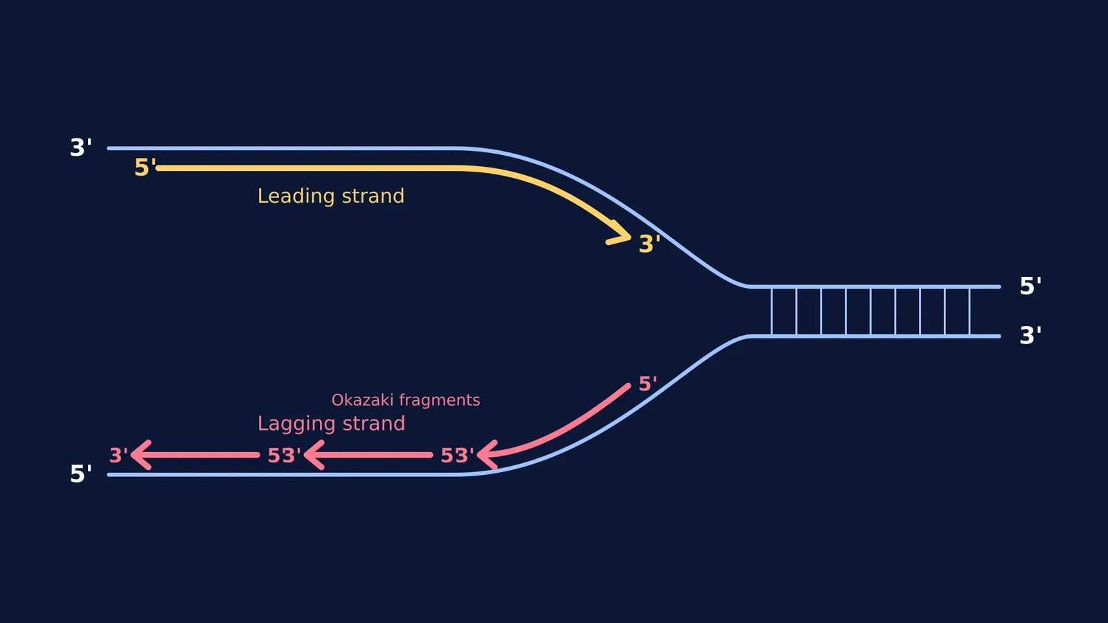 Replication fork diagram showing continuous and discontinuous synthesis