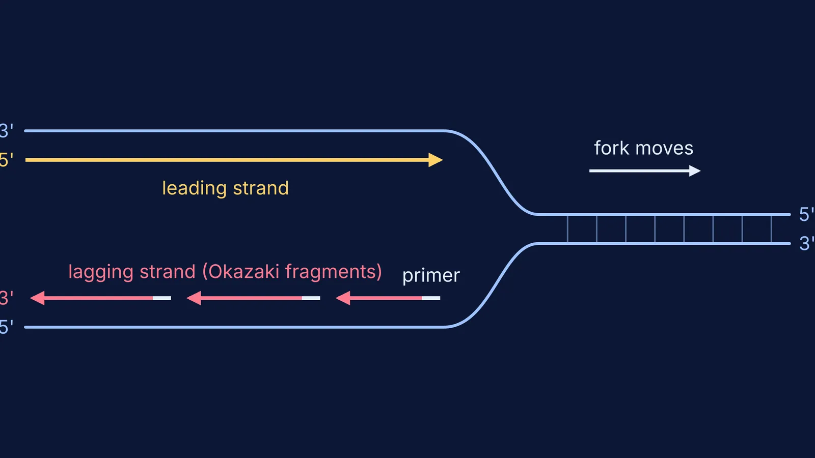 Replication fork showing a continuous leading strand and lagging-strand Okazaki fragments