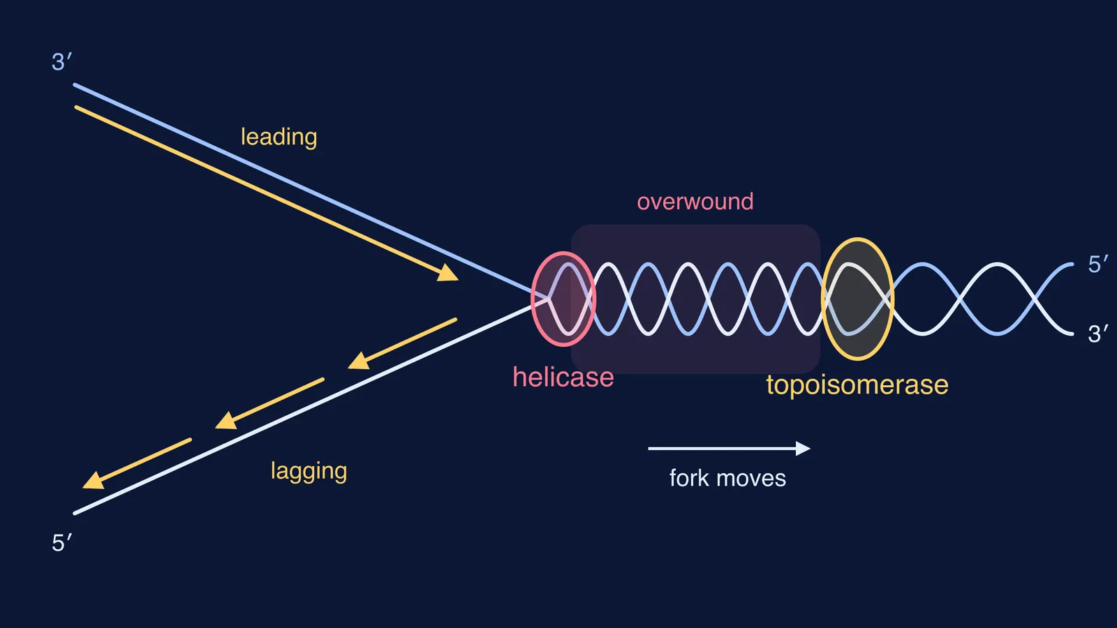 Replication fork with helicase at the tip and topoisomerase on the double helix ahead