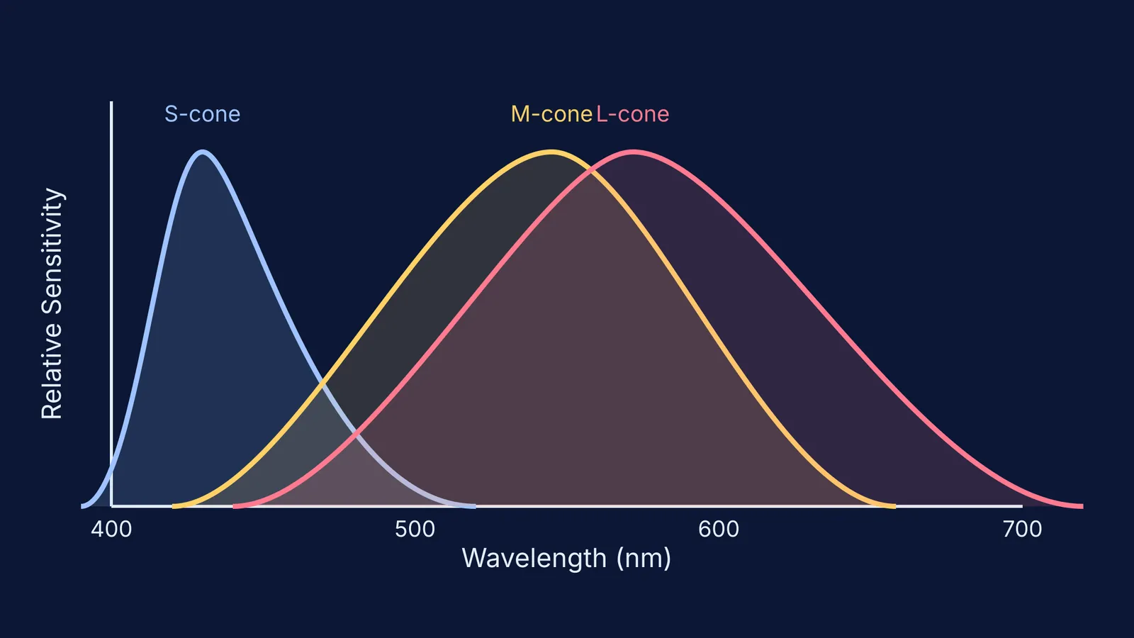 Response curves of the three types of cone cells
