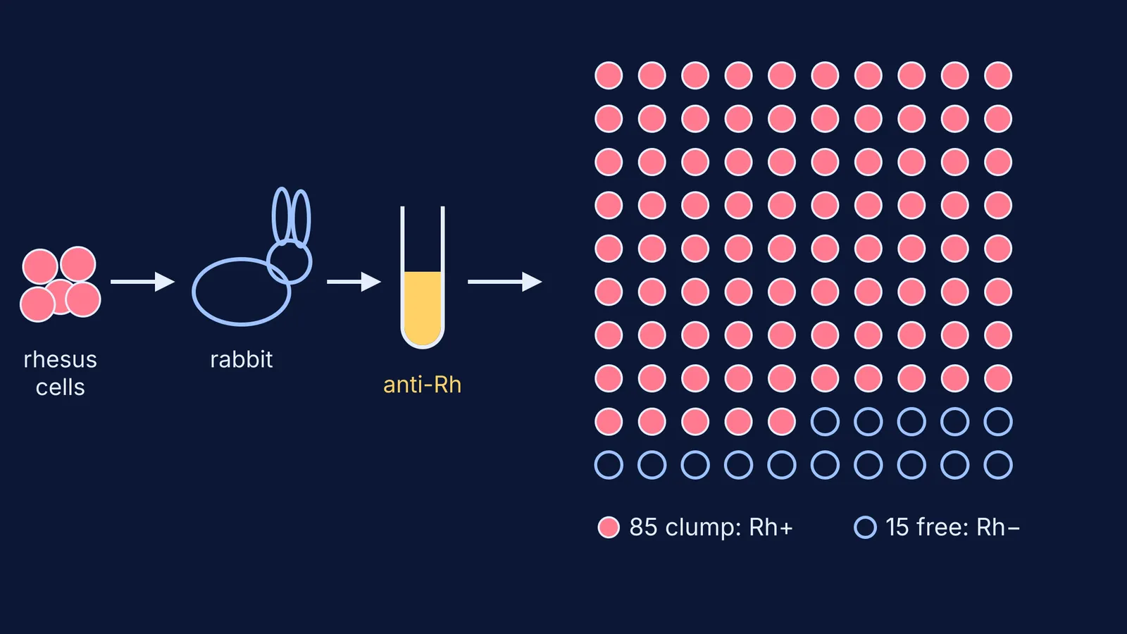 Rhesus cells into a rabbit, its anti-Rh serum clumping 85 of 100 human samples