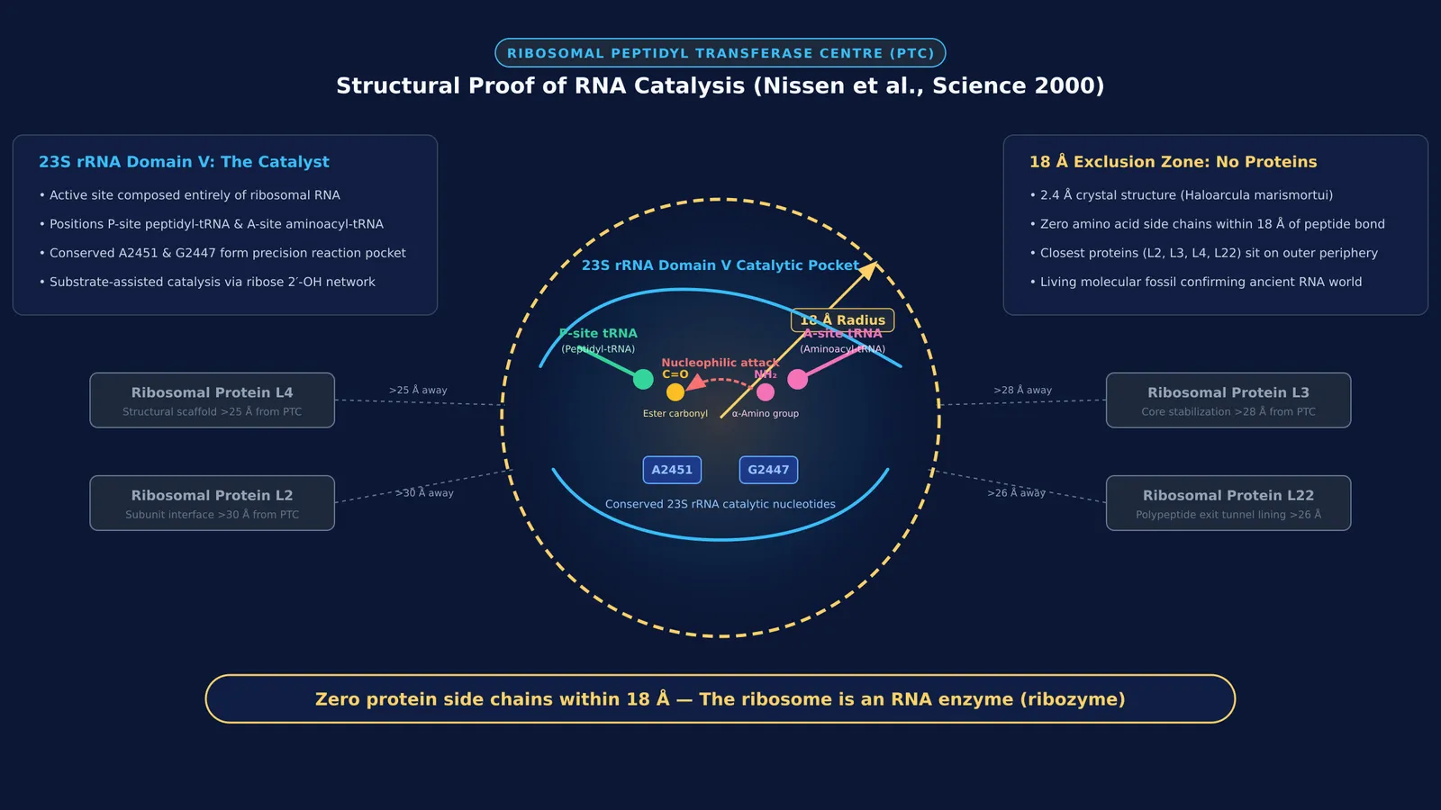 Ribosome peptidyl transferase center showing 18 angstrom protein-free RNA active site
