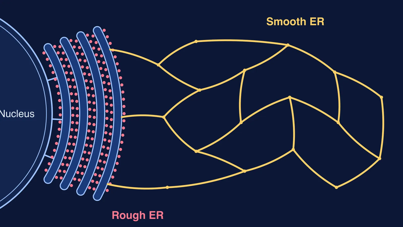 Ribosome-studded rough ER sheets beside the nucleus and a branching smooth ER tubule network
