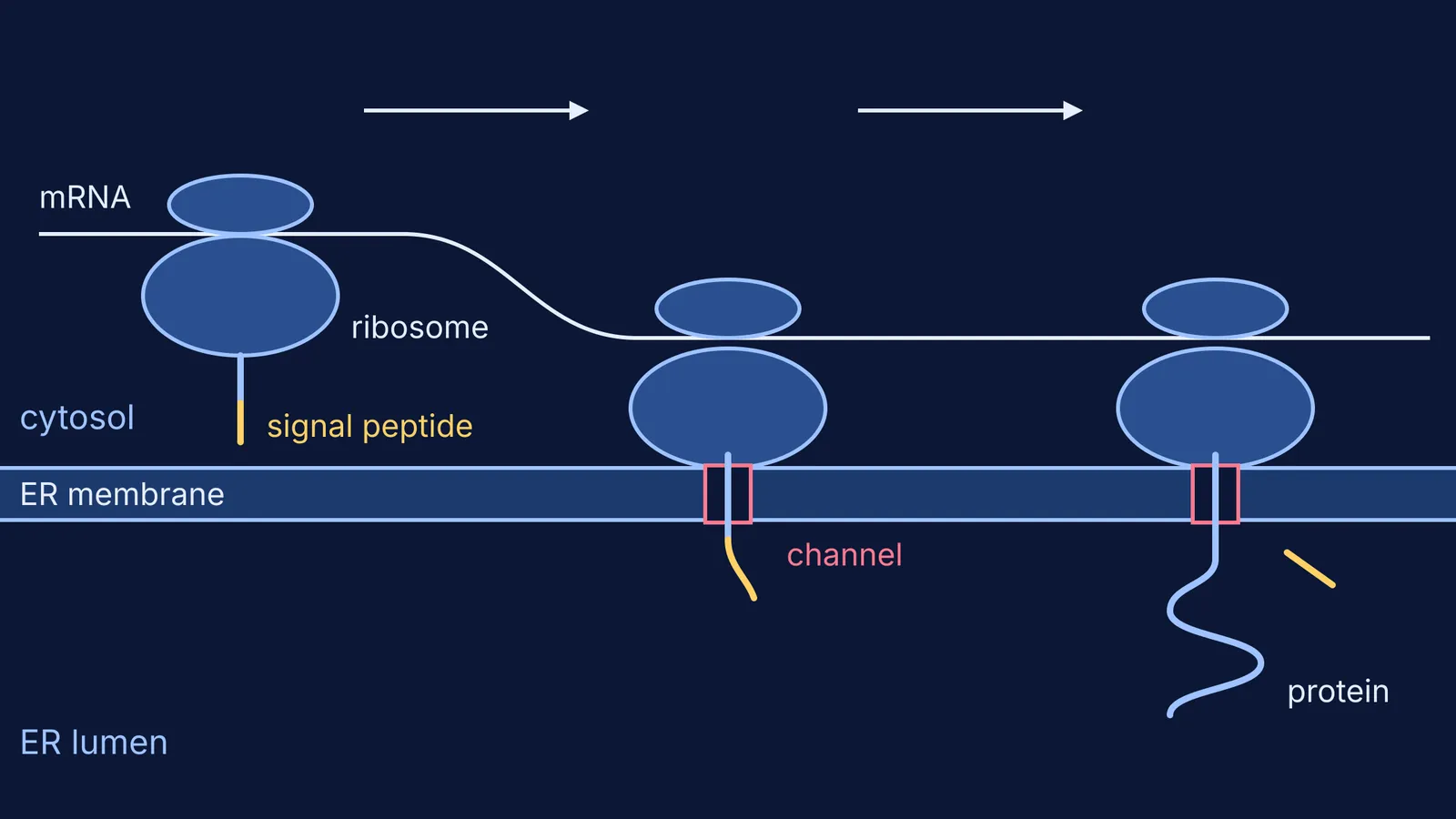 Ribosome threading a new protein through an ER membrane channel, signal peptide cut