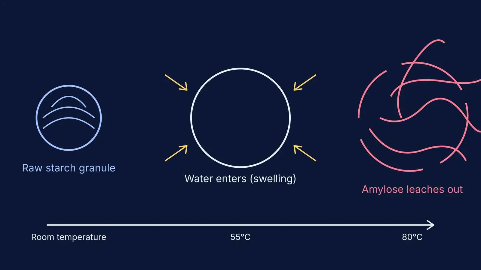 Rice starch granules swelling and leaching amylose as temperature increases.