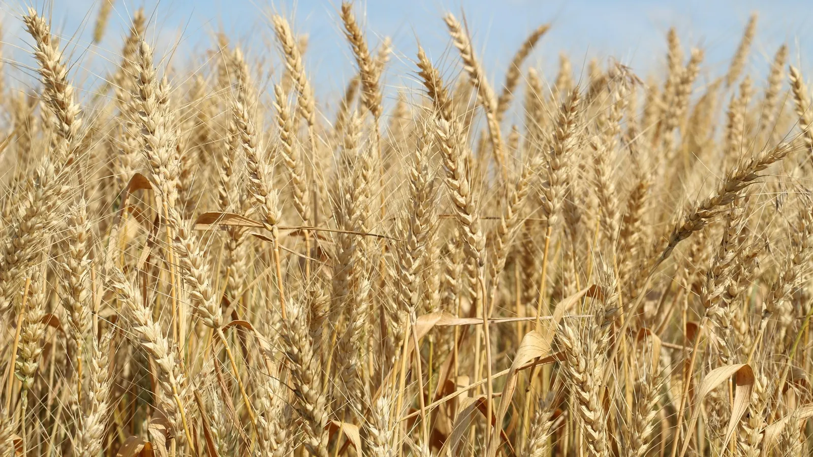 Ripe barley in a field under a blue sky