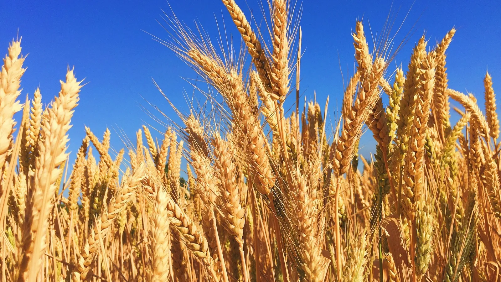 Ripe ears of wheat against a blue sky