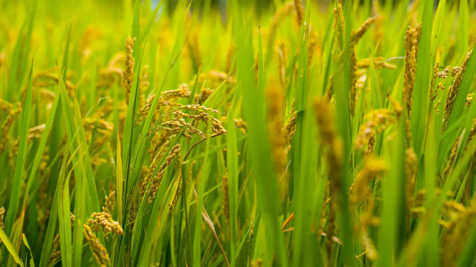 Ripening rice plants in a paddy