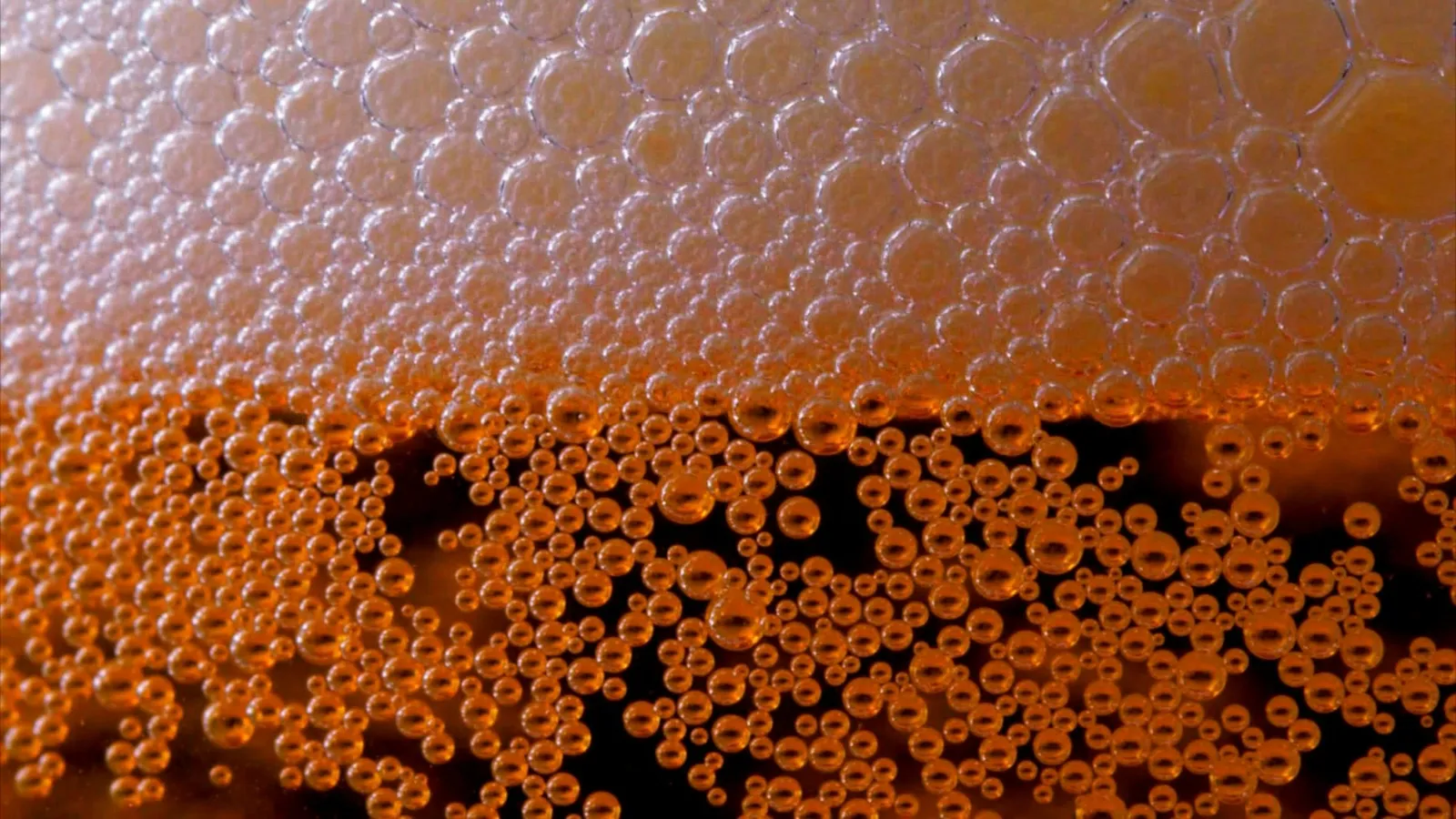 Rising bubbles in a glass of fermenting amber liquid