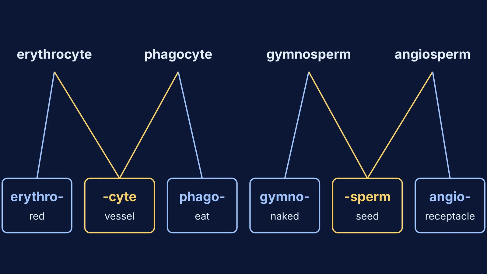 Root map linking four biology terms to their Greek roots and meanings
