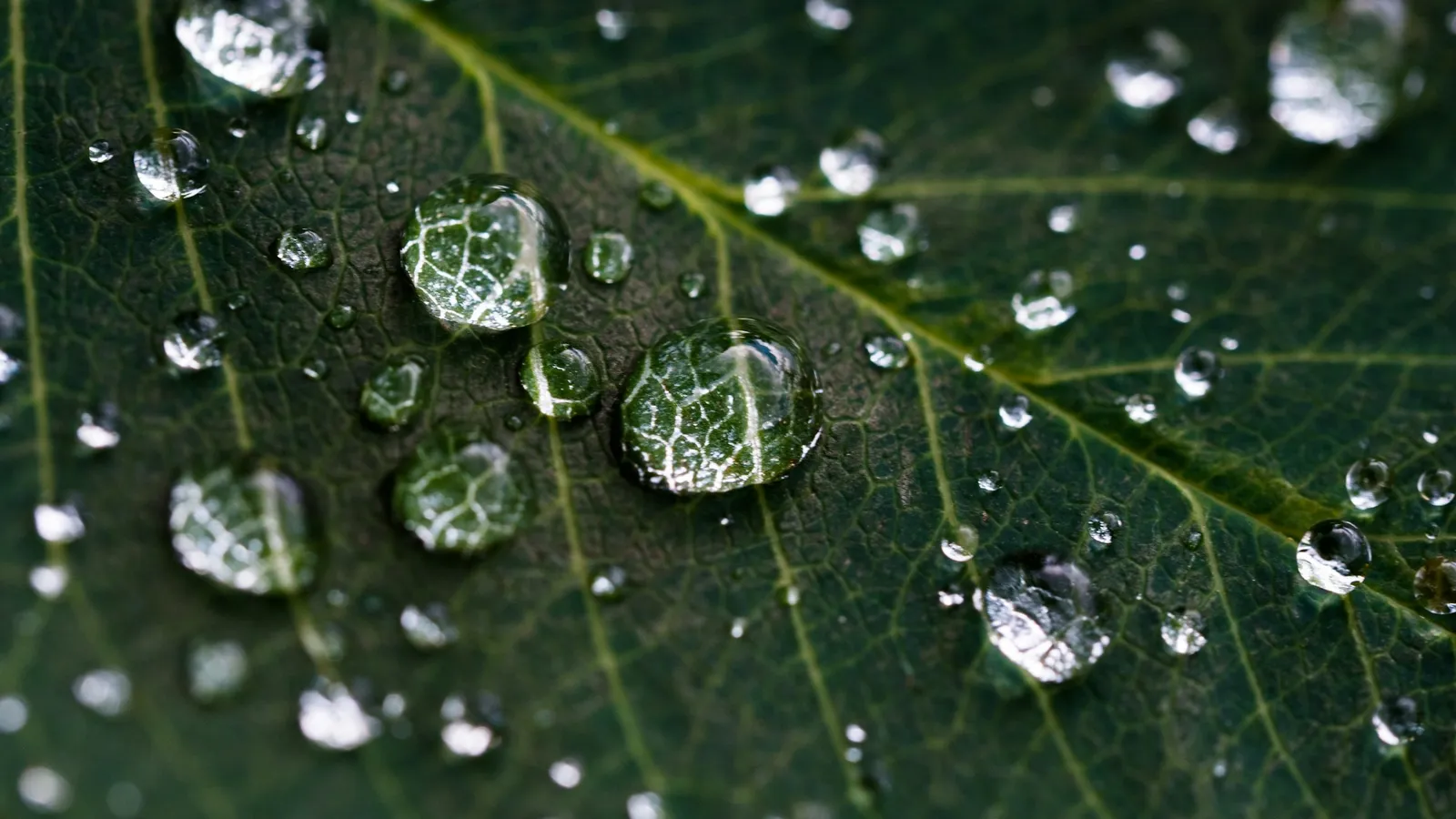 Round water droplets beading on a green leaf
