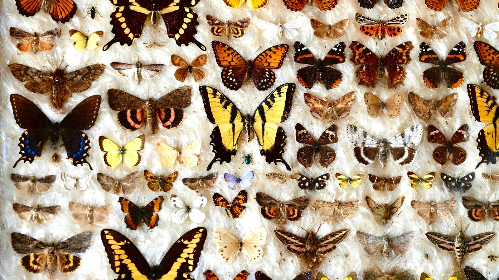 Rows of butterfly specimens pinned in a museum case