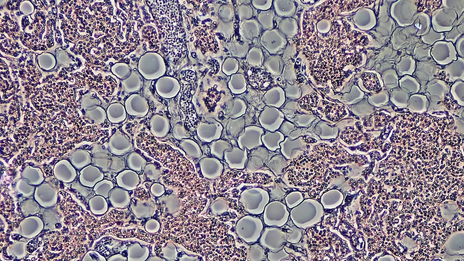 Rows of plant cells seen under a microscope
