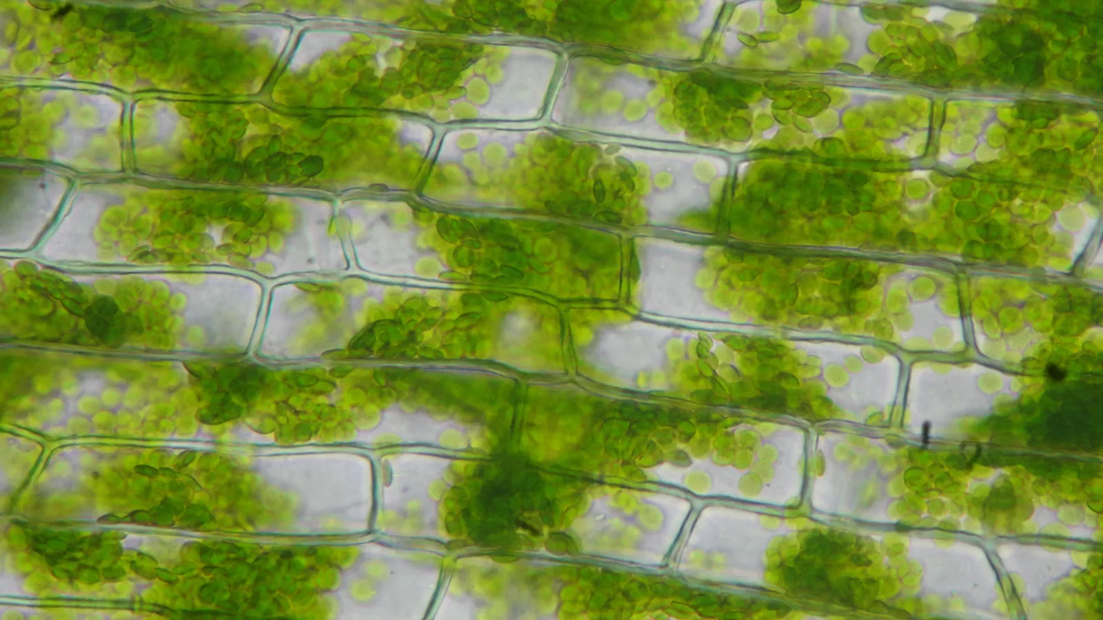 Rows of rectangular Elodea leaf cells packed with green chloroplasts under a microscope