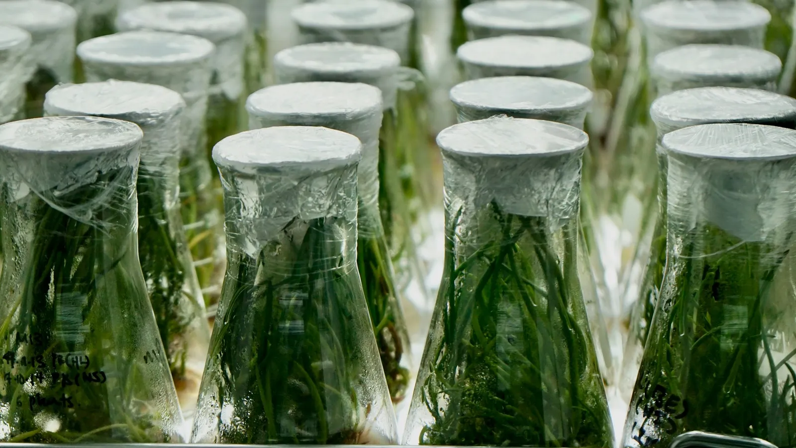 Rows of small plants growing in glass culture jars