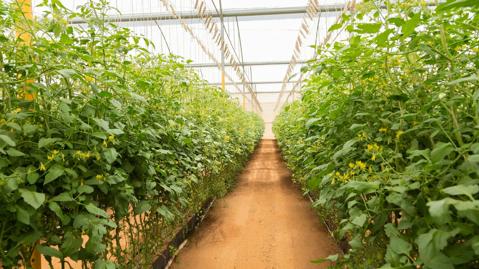 Rows of tomato plants in a greenhouse