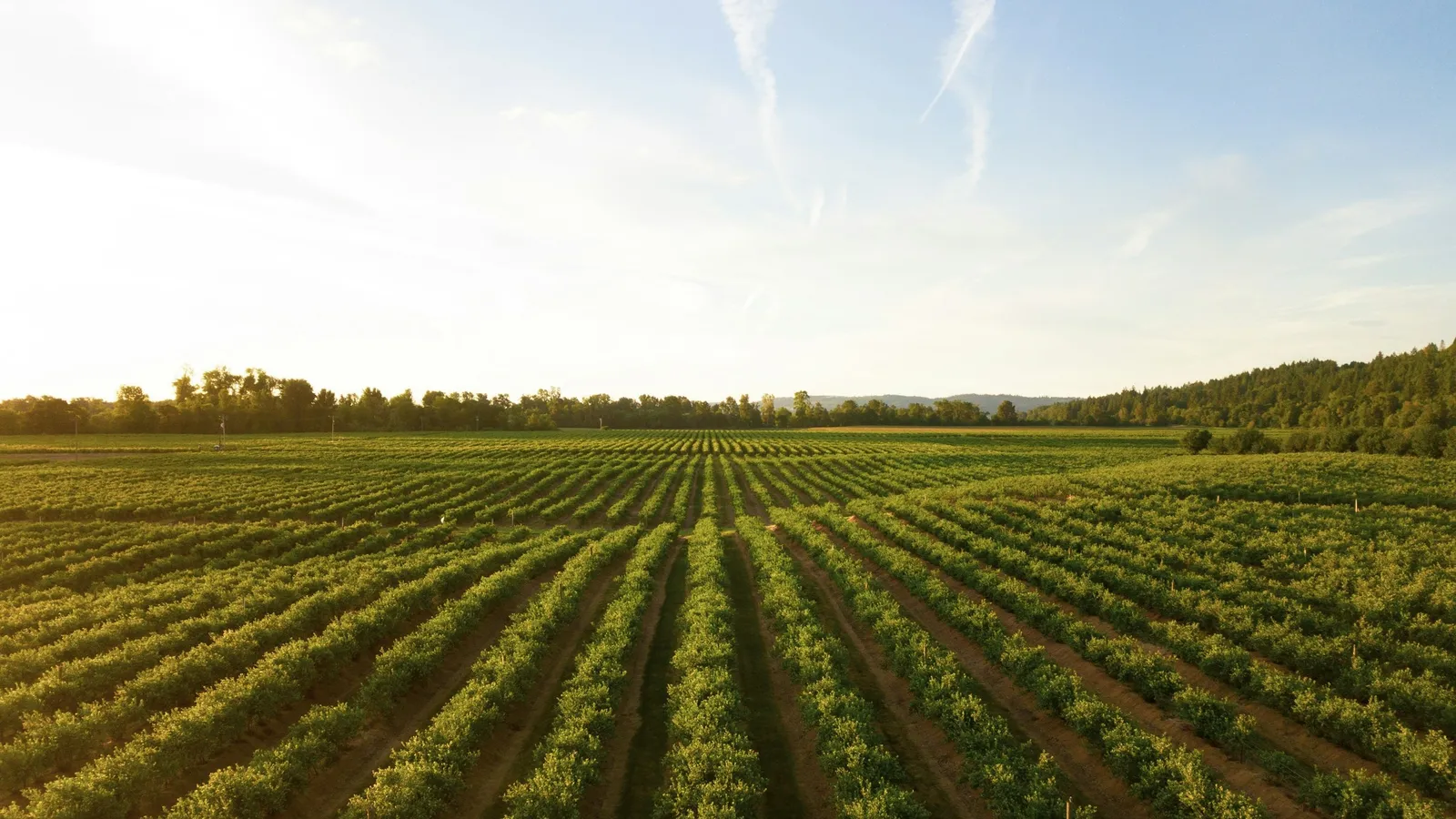 Rows of young crops in a field under a blue sky