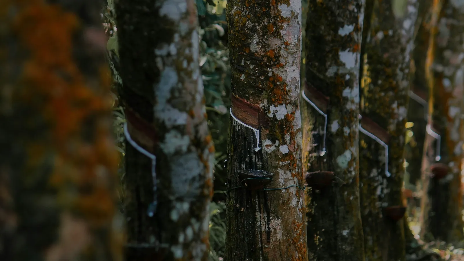 Rubber trees tapped for latex