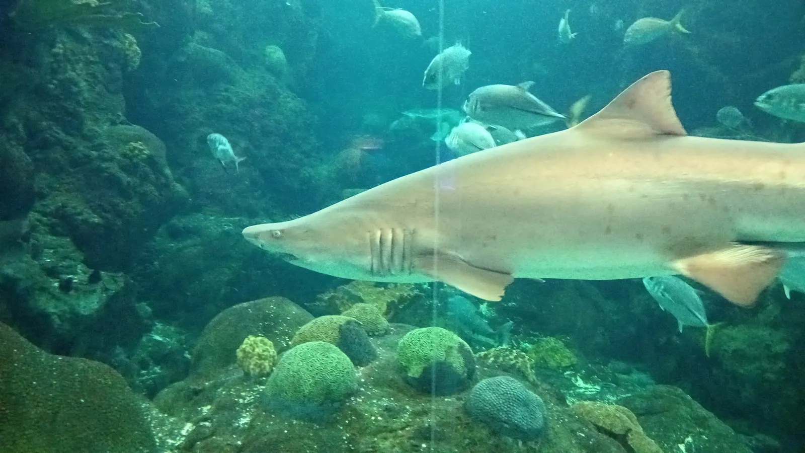 Sand tiger shark swimming in an aquarium tank, its uncovered gill slits visible